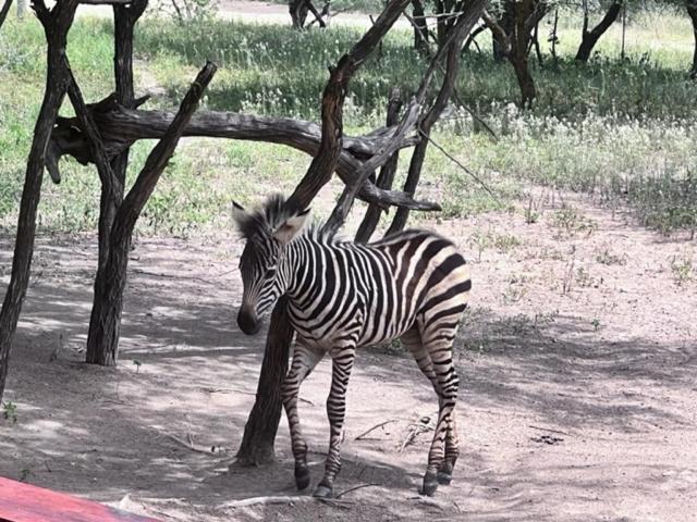 Turaco Lodge - No Loadshedding Marloth Park Eksteriør billede
