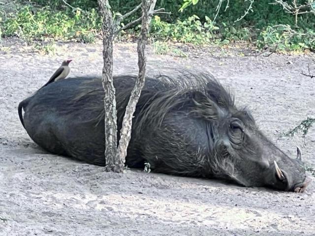 Turaco Lodge - No Loadshedding Marloth Park Eksteriør billede