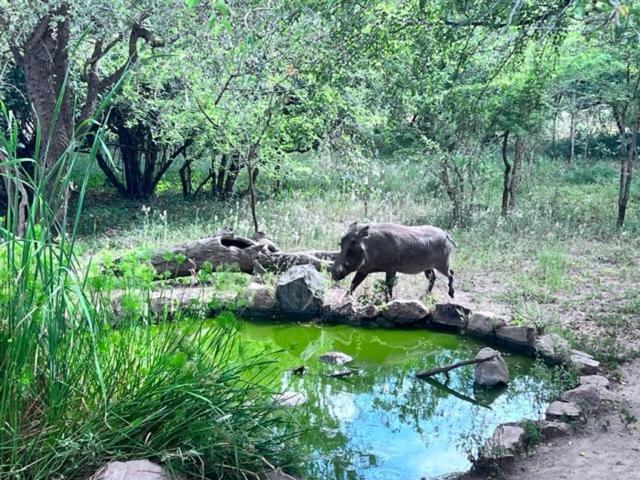 Turaco Lodge - No Loadshedding Marloth Park Eksteriør billede