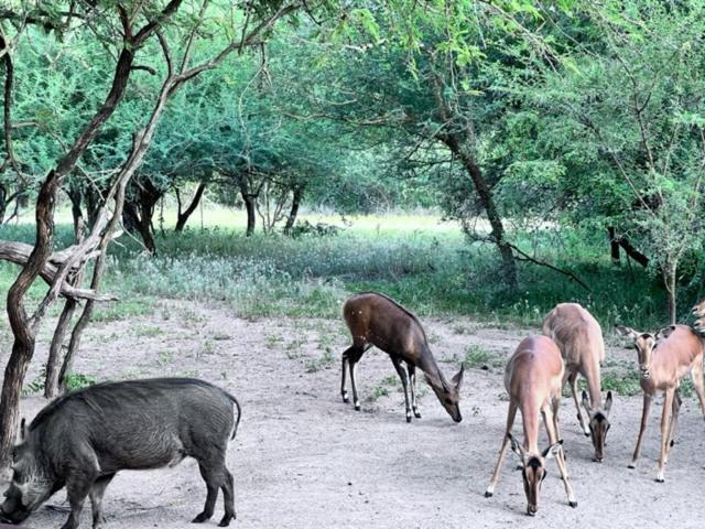 Turaco Lodge - No Loadshedding Marloth Park Eksteriør billede