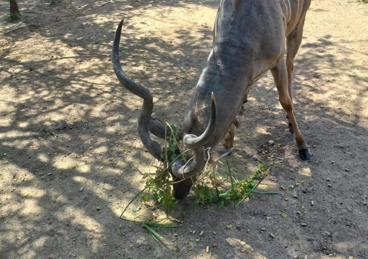Turaco Lodge - No Loadshedding Marloth Park Eksteriør billede
